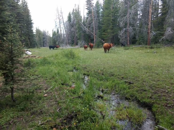 IMG_20190722_085406976