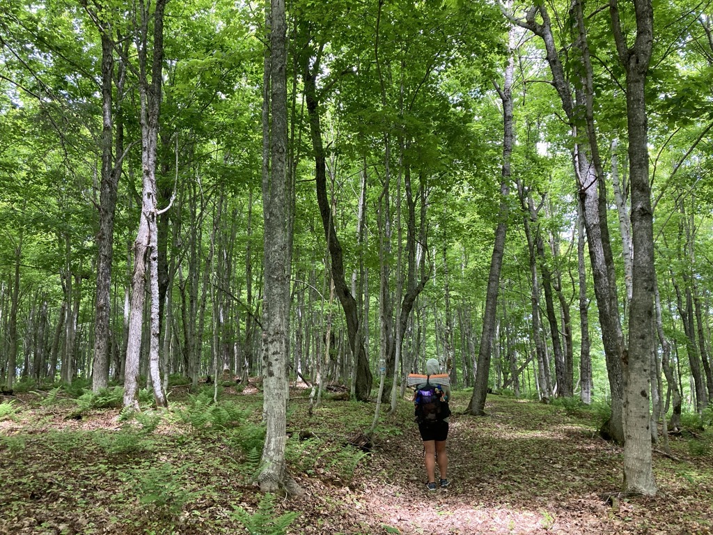 IMG_4538.jpeg IMG 4538