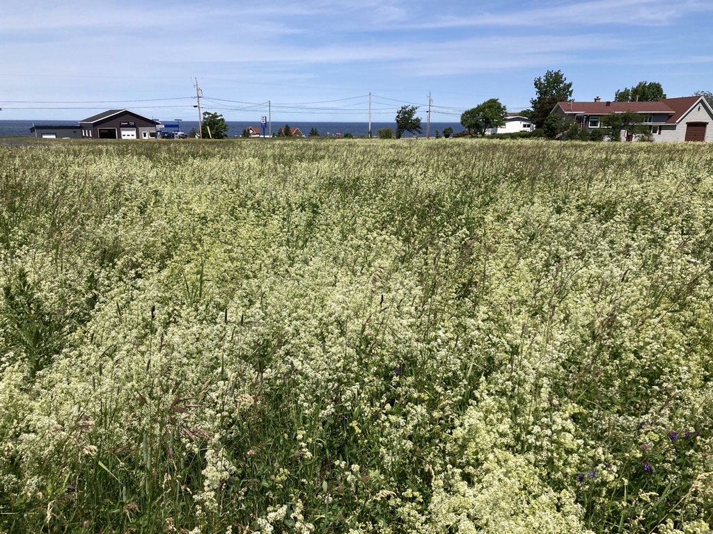 IMG_5281.jpeg IMG 5281