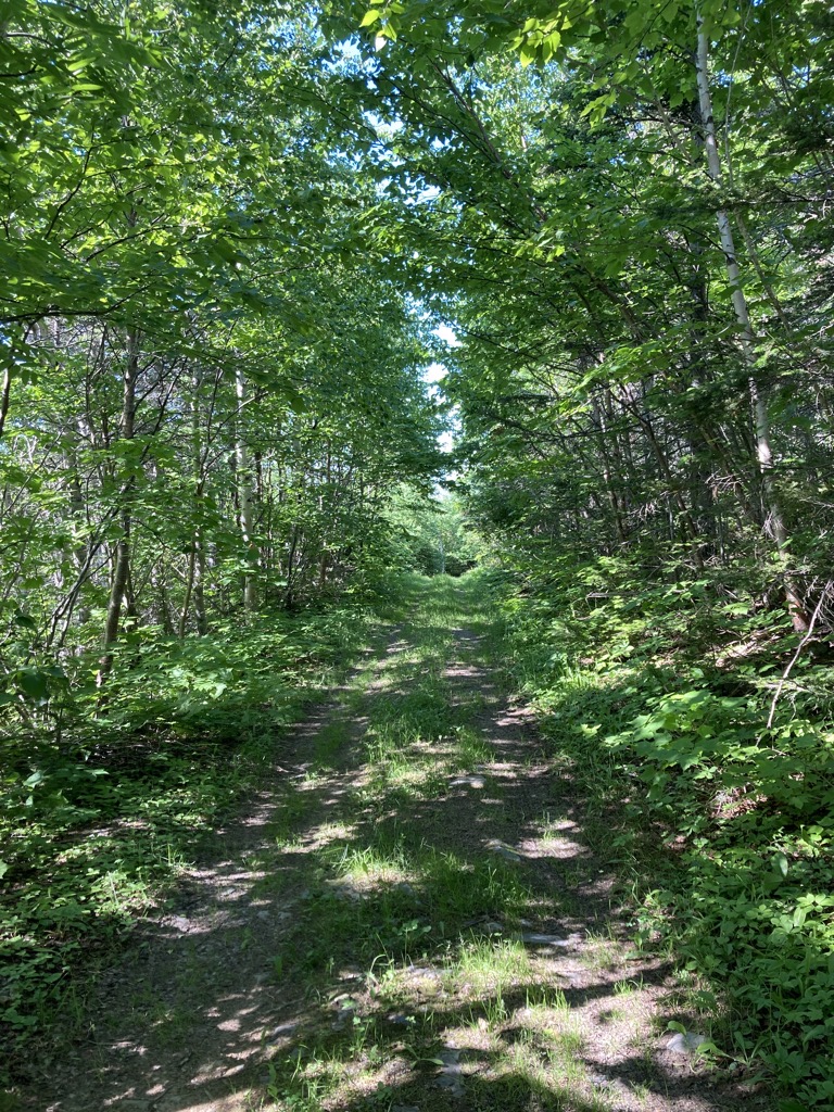 IMG_5300.jpeg IMG 5300