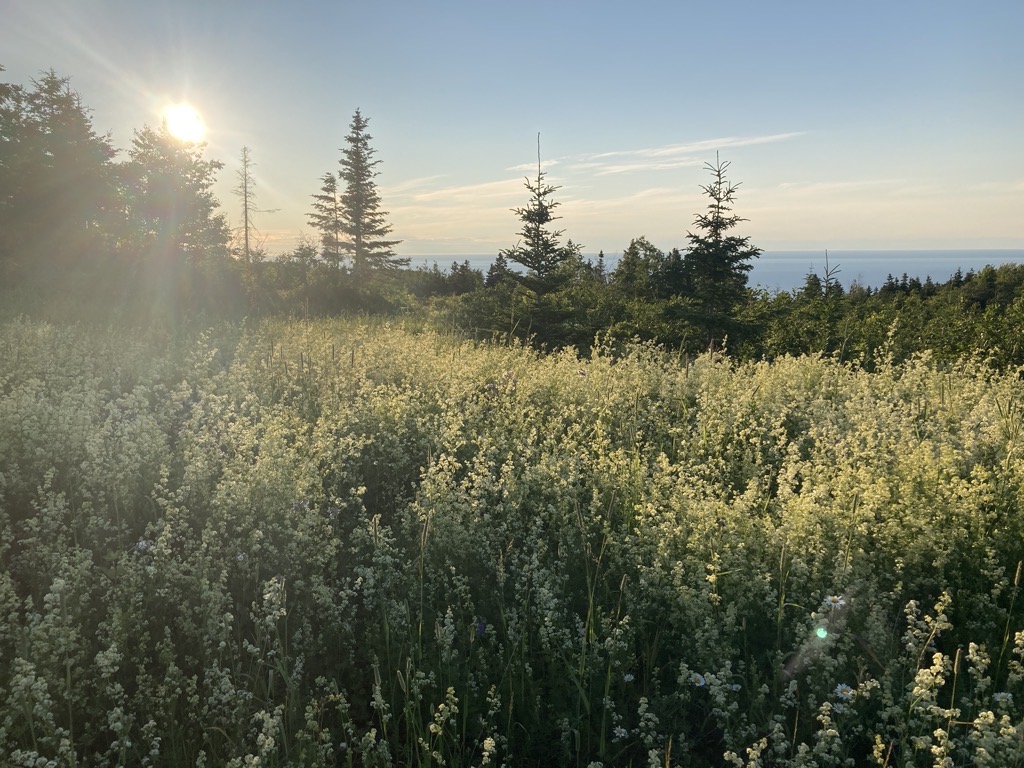 IMG_5311.jpeg IMG 5311