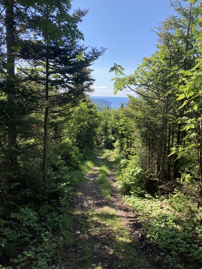 IMG_5555.jpeg IMG 5555