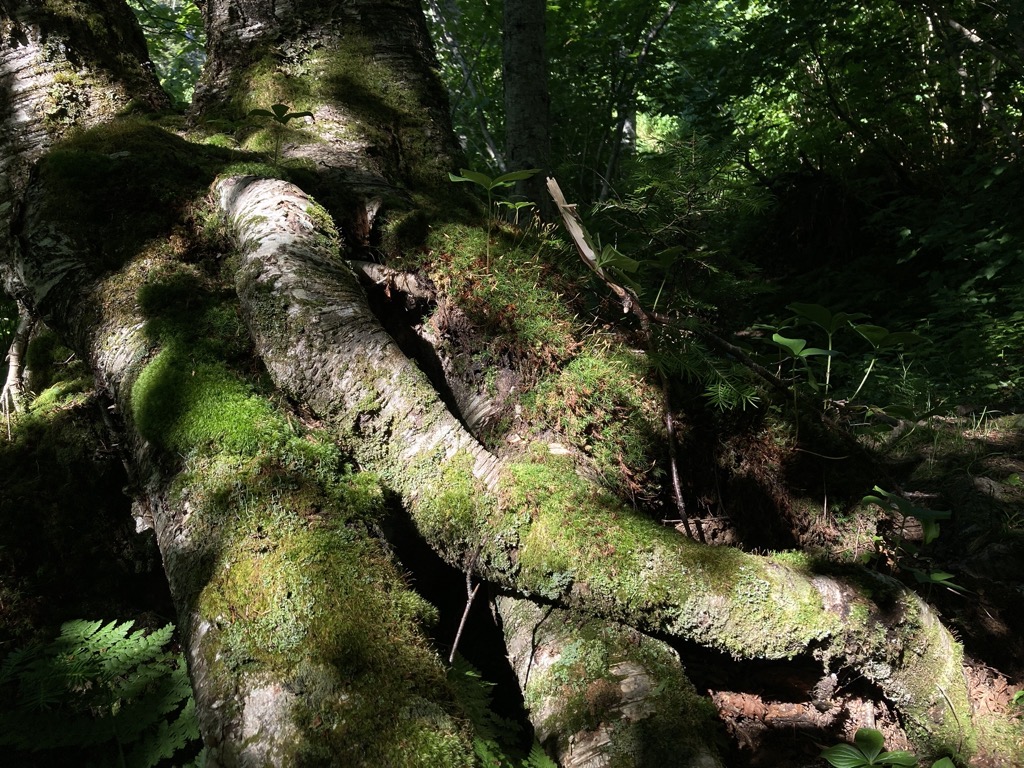 IMG_5565.jpeg IMG 5565